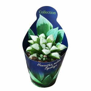 Haworthia Byakuya (Haworthia mutica) v květináči ø 10,5 cm
