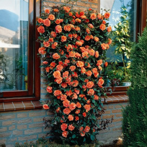 Lezecká růže Orange