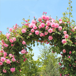 Lezecká růže Pink