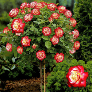 Stromková růže (na kmínku) Double Delight v květináči 5L