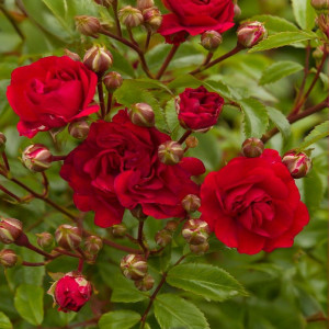 Plazivá růže Red The Fairy v květináči 3L