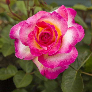 Čajohybridní růže Gorgeous Paramount ® v květináči 3L