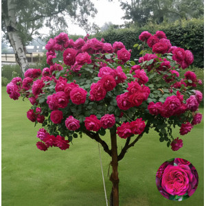 Stromková růže (na kmínku) Gräfin Diana ® v květináči 5L