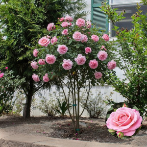 Stromková růže (na kmínku) Tiffany v květináči 5L