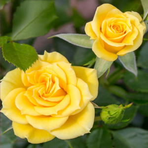 Růže nízké Flower Power Gold ® v květináči 3L