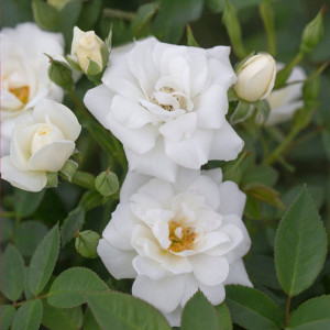 Růže nízké White Cover ® v květináči 3L