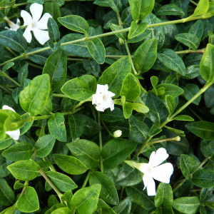 Barvinok menší Alba Variegata