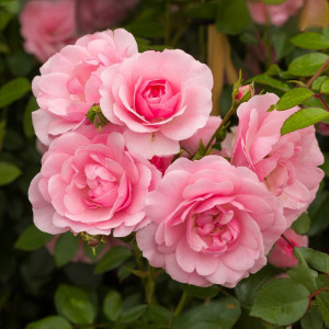 Růže popínavé Climbing Bonica ® v květináči 3L