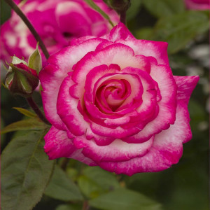 Růže popínavé Haendel ® v květináči 3L