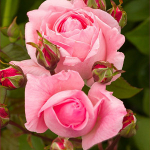 Růže teahibrid Lady of England ® v květináči 3L