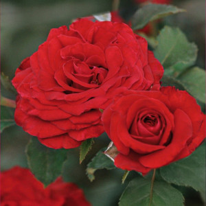 Růže floribunda Red Wanderer ® v květináči 3L