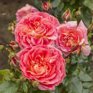 Růže nízké Designer Sunset ® v květináči 3L