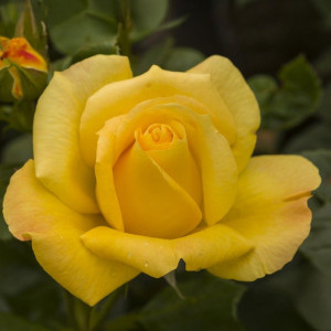 Růže floribunda Arthur Bell ® v květináči 3L