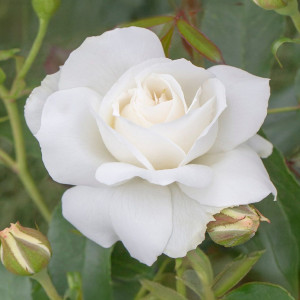 Růže floribunda Kristall Perle ® v květináči 3L