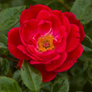 Růže floribunda Little Buckaroo ® v květináči 3L