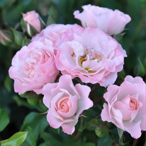 Růže floribunda Pink Ruf ® v květináči 3L