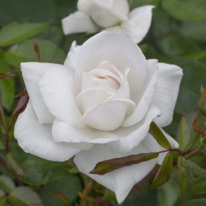 Růže teahibrid Helga ® v květináči 3L