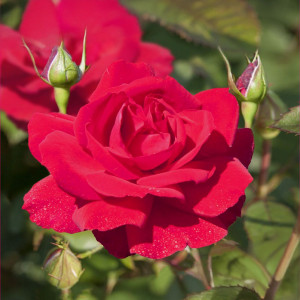 Růže popínavé The Prince's Trust ® v květináči 3L