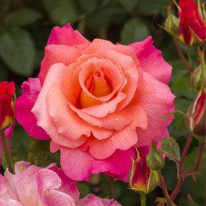 Růže popínavé Freisinger Morgenröte ® v květináči 3L