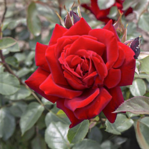 Růže teahibrid Schwarzer Schwan ® v květináči 3L