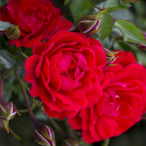 Růže nízké Raspberry Royale ® v květináči 3L