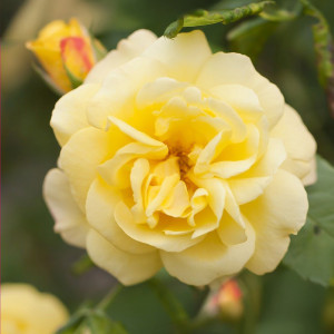 Růže popínavé Golden Climber ® v květináči 3L