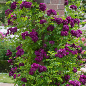 Lezecká růže Violet