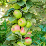 Sloupovité ovocné stromy