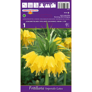 Císařský tulipán (Fritillaria) Lutea
