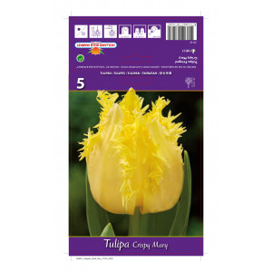 Tulipány zacuchaný Crispy Mary