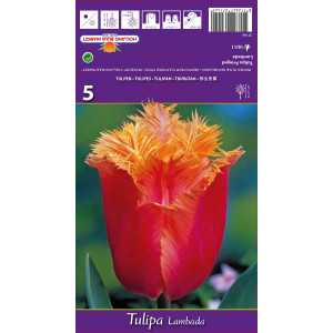 Tulipány zacuchaný Lambada