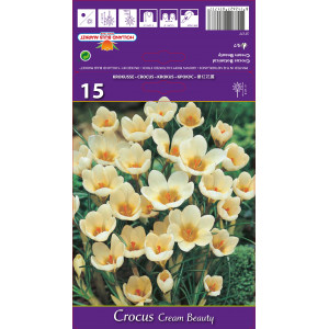 Krokus botanický Cream Beauty