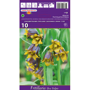 Císařský tulipán (Fritillaria) Uva vulpis