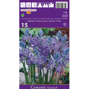 Camassia quamash