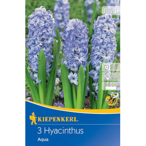 Hyacint Aqua