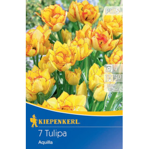 Tulipány Aquilla