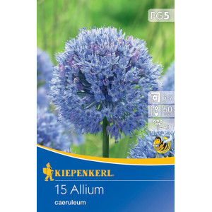 Ozdobná cibulka caeruleum
