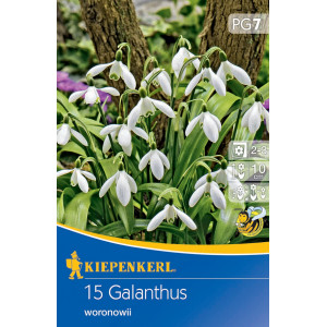 Sněženka (Galanthus woronowii)