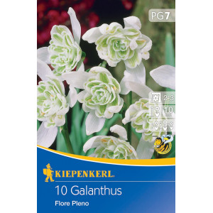 Sněženka (Galanthus woronowii) Flore Pleno