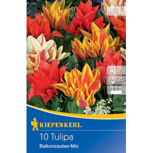 Tulipány Balkonzauber vícebarevná směs