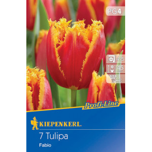 Tulipány Fabio