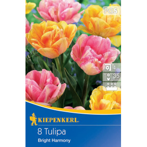 Tulipány Bright Harmony