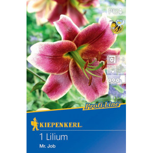 Lilie Mr. Job