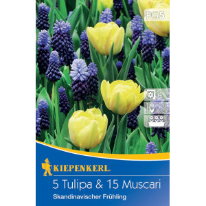 Tulipány a Modrica Scandinavian Spring vícebarevná směs