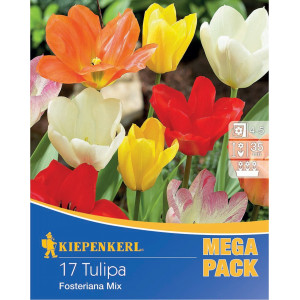 Mega Pack Tulipány Fosteriana vícebarevná směs