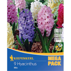 Mega Pack Hyacint vícebarevná směs