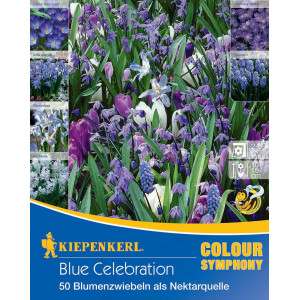 Květinové cibulky Blue Celebration