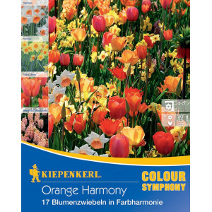 Květinové cibulky Orange Harmony