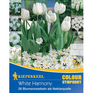 Květinové cibulky White Harmony