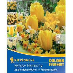 Květinové cibulky Yellow Harmony